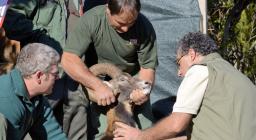 Prelievo ematologico eseguito su muflone maschio