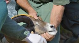 Misurazione delle corna di un esemplare maschio