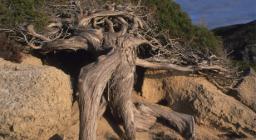 Stintino, Ginepro fenicio