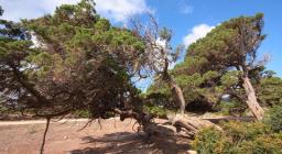 Centenari ginepri fenici a Cala Reale, Isola Asinara