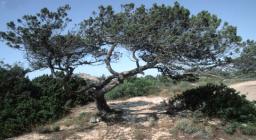 Santa Teresa di Gallura, Ginepro fenicio