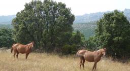 Cavalli meticci anglo-arabo-sardi, fotografati nelll'UGB di Monte Limbara Sud nel Complesso Limbara
