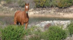 Cavallo meticcio anglo-arabo-sardo, fotografato nelll'UGB di Monte Limbara Sud nel Complesso Limbara