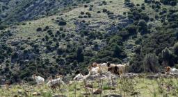 Rio Nuxi, Seui  - capre al pascolo