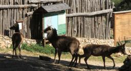 Cervi a Sa Portrisca al momento del rilascio Cervi a Sa Portrisca al momento del rilascio