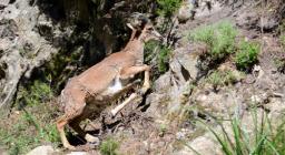 Giovane maschio di muflone