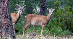 Mufloni  nella UGB di Usinavà