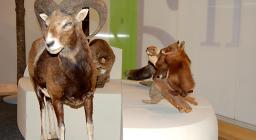 L'Ente Foreste alla Fiera di Cagliari 2007 L'Ente Foreste alla Fiera di Cagliari 2007