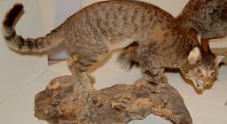 L'Ente Foreste alla Fiera di Cagliari 2007 L'Ente Foreste alla Fiera di Cagliari 2007