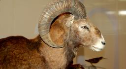 L'Ente Foreste alla Fiera di Cagliari 2007 L'Ente Foreste alla Fiera di Cagliari 2007