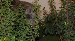 L'Ente Foreste alla Fiera di Cagliari 2007 L'Ente Foreste alla Fiera di Cagliari 2007