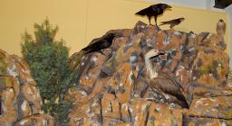 L'Ente Foreste alla Fiera di Cagliari 2007 L'Ente Foreste alla Fiera di Cagliari 2007