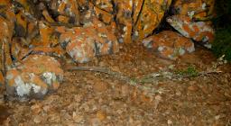 L'Ente Foreste alla Fiera di Cagliari 2007 L'Ente Foreste alla Fiera di Cagliari 2007