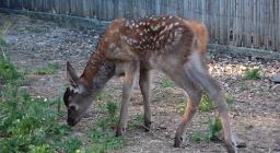 I cerbiatti nel Centro Recupero Fauna di Monastir
