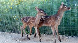 I cerbiatti nel Centro Recupero Fauna di Monastir