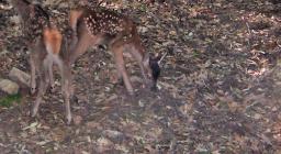 I cerbiatti liberati presso il recinto faunistico dei Settefratelli