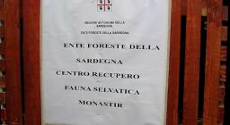 I cerbiatti liberati presso il recinto faunistico dei Settefratelli