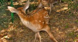 I cerbiatti liberati presso il recinto faunistico dei Settefratelli