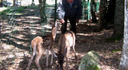 I cerbiatti liberati presso il recinto faunistico dei Settefratelli