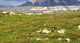 Mufloni in Gallura