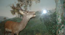 Il museo del Cervo sardo Il museo del Cervo sardo