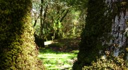 Foresta demaniale Fiorentini