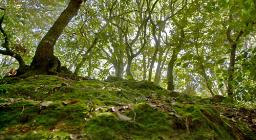 Foresta demaniale Marganai