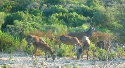 Cervo sardo, gruppo