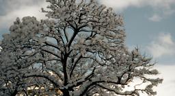 Albero innevato sul Gennargentu