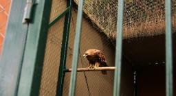 Progetto Vuelo: l'Ente Foreste in Andalusia Progetto Vuelo: l'Ente Foreste in Andalusia