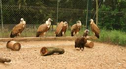 Progetto Vuelo: l'Ente Foreste in Andalusia Progetto Vuelo: l'Ente Foreste in Andalusia