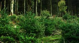 Progetto Vuelo: l'Ente Foreste in Andalusia Progetto Vuelo: l'Ente Foreste in Andalusia