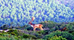 Censimento Daino - Foresta demaniale Porto Conte