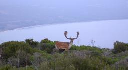 Censimento Daino - Foresta demaniale Porto Conte Censimento Daino - Foresta demaniale Porto Conte