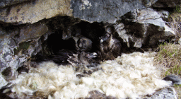 Nido artificiale con due giovani appena rilasciati Nido artificiale con due giovani appena rilasciati