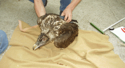 Un giovane di gipeto durante le fasi di apposizione del rilevatore GPS Un giovane di gipeto durante le fasi di apposizione del rilevatore GPS