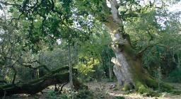 Esemplare monumentale di Roverella