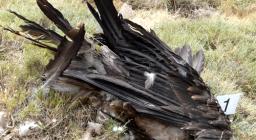 La morte di Sandalia