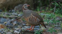 Pernice Sarda (Alectoris barbara )  foto concessa da Gianni Sirigu