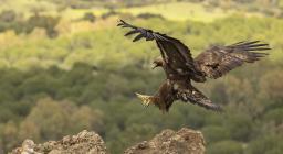 Aquila reale in volo (per gentile concessione di Iosto Doneddu)