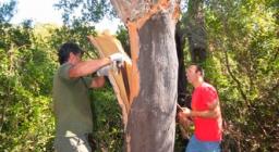 Decortificazione sughere a Sos Littos