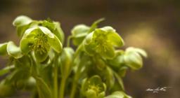 Elleboro di Corsica (foto Cristian Mascia) 3