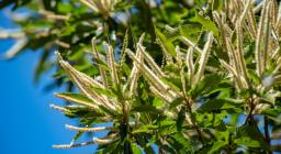 fioritura tardo-primaverile del CASTAGNO, presso GENNARGENTU (foto C.Mascia)