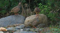 Pernici Sarde ( Alectoris barbara) foto concessa da Gianni Sirigu