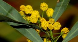 Acacia (Foto Sardegna Digital Library, collezione Alinari, autore Maisto Alberto) Acacia (Foto Sardegna Digital Library, collezione Alinari, autore Maisto Alberto)