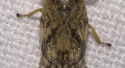 Aphrophoridae_specPhilaenus spumarius (foto Wikimedia)