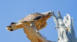 Aquila di Bonelli, in ambiente, con ripetitore GPS (foto 1 A-Life Grefa)