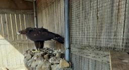 Aquila reale ricoverata a Monastir (agosto 2021) Aquila reale ricoverata a Monastir (agosto 2021)