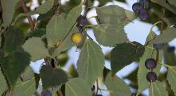 Bagolaro foglie e frutti (foto Almez, Latonnero, Wikimedia)