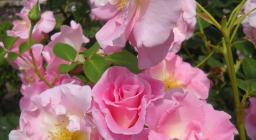 Belle Amour  (rosa)
